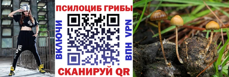 купить наркотик  Усть-Лабинск  Псилоцибиновые грибы GOLDEN TEACHER 
