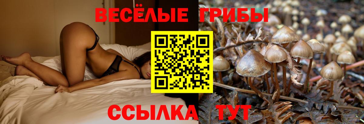 Псилоцибиновые грибы Psilocybe Усть-Лабинск